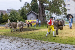 Appenzell, Appenzell Ausserrohden, Brauchtum, Landwirtschaft, Ostschweiz, Schweiz, Speicher, Suisse, Switzerland, Viehschau, Wirtschaft