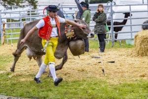 Appenzell, Appenzell Ausserrohden, Brauchtum, Landwirtschaft, Ostschweiz, Schweiz, Speicher, Suisse, Switzerland, Viehschau, Wirtschaft