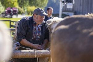 Appenzell, Appenzell Ausserrohden, Landwirtschaft, Schweiz, Suisse, Switzerland, Tracht, Trogen, Viehschau, Wirtschaft, tradition