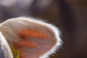 Appenzell, Appenzell Ausserrohden, Landwirtschaft, Schweiz, Suisse, Switzerland, Tracht, Trogen, Viehschau, Wirtschaft, tradition