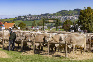 Appenzell, Appenzell Ausserrohden, Landwirtschaft, Schweiz, Suisse, Switzerland, Tracht, Trogen, Viehschau, Wirtschaft, tradition