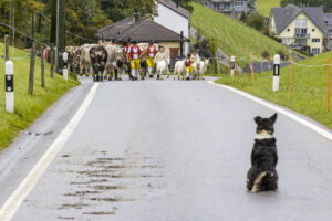 Appenzell, Appenzell Ausserrohden, Appenzeller Hinterland, Autumn, Brauchtum, Fall, Herbst, Landwirtschaft, Ostschweiz, Schweiz, Sennen, Suisse, Switzerland, Tracht, Urnaesch, Urnäsch, Viehschau, Wirtschaft, tradition