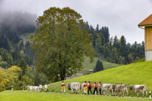 Appenzell, Appenzell Ausserrohden, Appenzeller Hinterland, Autumn, Brauchtum, Fall, Herbst, Landwirtschaft, Ostschweiz, Schweiz, Sennen, Suisse, Switzerland, Tracht, Urnaesch, Urnäsch, Viehschau, Wirtschaft, tradition