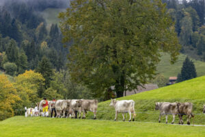 Appenzell, Appenzell Ausserrohden, Appenzeller Hinterland, Autumn, Brauchtum, Fall, Herbst, Landwirtschaft, Ostschweiz, Schweiz, Sennen, Suisse, Switzerland, Tracht, Urnaesch, Urnäsch, Viehschau, Wirtschaft, tradition