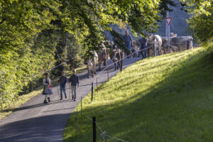 Appenzell, Appenzell Ausserrohden, Appenzeller Vorderland, Landwirtschaft, Schweiz, Suisse, Switzerland, Säntis, Tracht, Viehschau, Wald, Wald AR, Wirtschaft, tradition