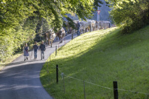 Appenzell, Appenzell Ausserrohden, Appenzeller Vorderland, Landwirtschaft, Schweiz, Suisse, Switzerland, Säntis, Tracht, Viehschau, Wald, Wald AR, Wirtschaft, tradition