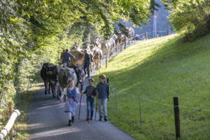 Appenzell, Appenzell Ausserrohden, Appenzeller Vorderland, Landwirtschaft, Schweiz, Suisse, Switzerland, Säntis, Tracht, Viehschau, Wald, Wald AR, Wirtschaft, tradition