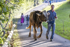 Appenzell, Appenzell Ausserrohden, Appenzeller Vorderland, Landwirtschaft, Schweiz, Suisse, Switzerland, Säntis, Tracht, Viehschau, Wald, Wald AR, Wirtschaft, tradition
