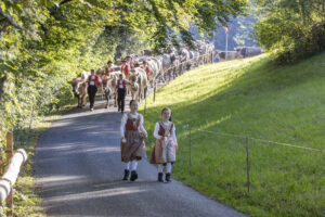 Appenzell, Appenzell Ausserrohden, Appenzeller Vorderland, Landwirtschaft, Schweiz, Suisse, Switzerland, Säntis, Tracht, Viehschau, Wald, Wald AR, Wirtschaft, tradition