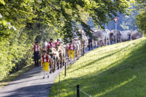 Appenzell, Appenzell Ausserrohden, Appenzeller Vorderland, Landwirtschaft, Schweiz, Suisse, Switzerland, Säntis, Tracht, Viehschau, Wald, Wald AR, Wirtschaft, tradition