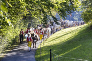 Appenzell, Appenzell Ausserrohden, Appenzeller Vorderland, Landwirtschaft, Schweiz, Suisse, Switzerland, Säntis, Tracht, Viehschau, Wald, Wald AR, Wirtschaft, tradition