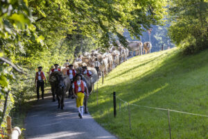 Appenzell, Appenzell Ausserrohden, Appenzeller Vorderland, Landwirtschaft, Schweiz, Suisse, Switzerland, Säntis, Tracht, Viehschau, Wald, Wald AR, Wirtschaft, tradition