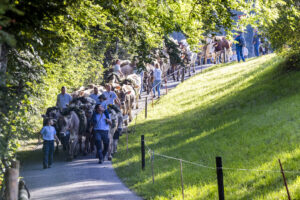 Appenzell, Appenzell Ausserrohden, Appenzeller Vorderland, Landwirtschaft, Schweiz, Suisse, Switzerland, Säntis, Tracht, Viehschau, Wald, Wald AR, Wirtschaft, tradition
