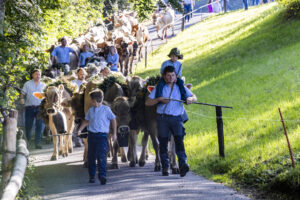 Appenzell, Appenzell Ausserrohden, Appenzeller Vorderland, Landwirtschaft, Schweiz, Suisse, Switzerland, Säntis, Tracht, Viehschau, Wald, Wald AR, Wirtschaft, tradition