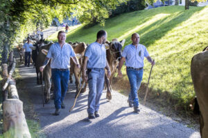 Appenzell, Appenzell Ausserrohden, Appenzeller Vorderland, Landwirtschaft, Schweiz, Suisse, Switzerland, Säntis, Tracht, Viehschau, Wald, Wald AR, Wirtschaft, tradition