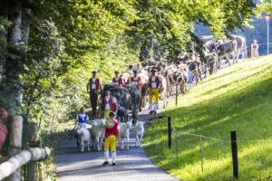 Appenzell, Appenzell Ausserrohden, Appenzeller Vorderland, Landwirtschaft, Schweiz, Suisse, Switzerland, Säntis, Tracht, Viehschau, Wald, Wald AR, Wirtschaft, tradition