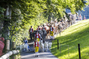 Appenzell, Appenzell Ausserrohden, Appenzeller Vorderland, Landwirtschaft, Schweiz, Suisse, Switzerland, Säntis, Tracht, Viehschau, Wald, Wald AR, Wirtschaft, tradition