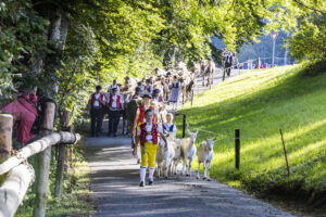 Appenzell, Appenzell Ausserrohden, Appenzeller Vorderland, Landwirtschaft, Schweiz, Suisse, Switzerland, Säntis, Tracht, Viehschau, Wald, Wald AR, Wirtschaft, tradition