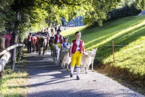 Appenzell, Appenzell Ausserrohden, Appenzeller Vorderland, Landwirtschaft, Schweiz, Suisse, Switzerland, Säntis, Tracht, Viehschau, Wald, Wald AR, Wirtschaft, tradition