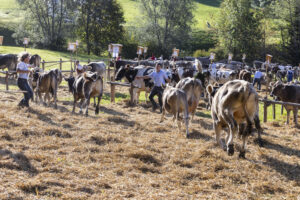 Appenzell, Appenzell Ausserrohden, Appenzeller Vorderland, Landwirtschaft, Schweiz, Suisse, Switzerland, Säntis, Tracht, Viehschau, Wald, Wald AR, Wirtschaft, tradition