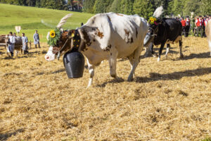 Appenzell, Appenzell Ausserrohden, Appenzeller Vorderland, Landwirtschaft, Schweiz, Suisse, Switzerland, Säntis, Tracht, Viehschau, Wald, Wald AR, Wirtschaft, tradition