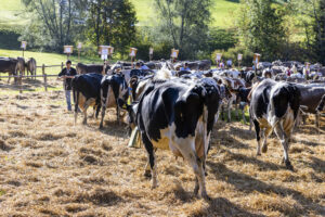 Appenzell, Appenzell Ausserrohden, Appenzeller Vorderland, Landwirtschaft, Schweiz, Suisse, Switzerland, Säntis, Tracht, Viehschau, Wald, Wald AR, Wirtschaft, tradition