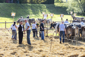Appenzell, Appenzell Ausserrohden, Appenzeller Vorderland, Landwirtschaft, Schweiz, Suisse, Switzerland, Säntis, Tracht, Viehschau, Wald, Wald AR, Wirtschaft, tradition
