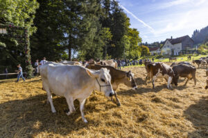 Appenzell, Appenzell Ausserrohden, Appenzeller Vorderland, Landwirtschaft, Schweiz, Suisse, Switzerland, Säntis, Tracht, Viehschau, Wald, Wald AR, Wirtschaft, tradition