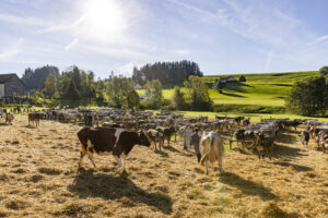 Appenzell, Appenzell Ausserrohden, Appenzeller Vorderland, Landwirtschaft, Schweiz, Suisse, Switzerland, Säntis, Tracht, Viehschau, Wald, Wald AR, Wirtschaft, tradition