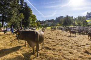 Appenzell, Appenzell Ausserrohden, Appenzeller Vorderland, Landwirtschaft, Schweiz, Suisse, Switzerland, Säntis, Tracht, Viehschau, Wald, Wald AR, Wirtschaft, tradition