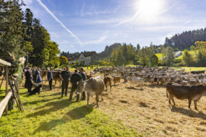 Appenzell, Appenzell Ausserrohden, Appenzeller Vorderland, Landwirtschaft, Schweiz, Suisse, Switzerland, Säntis, Tracht, Viehschau, Wald, Wald AR, Wirtschaft, tradition
