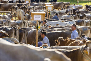 Appenzell, Appenzell Ausserrohden, Appenzeller Vorderland, Landwirtschaft, Schweiz, Suisse, Switzerland, Säntis, Tracht, Viehschau, Wald, Wald AR, Wirtschaft, tradition