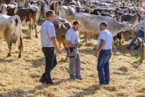 Appenzell, Appenzell Ausserrohden, Appenzeller Vorderland, Landwirtschaft, Schweiz, Suisse, Switzerland, Säntis, Tracht, Viehschau, Wald, Wald AR, Wirtschaft, tradition