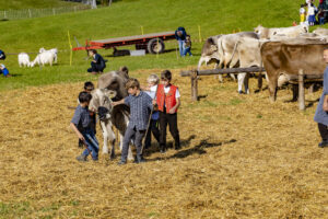 Appenzell, Appenzell Ausserrohden, Appenzeller Vorderland, Landwirtschaft, Schweiz, Suisse, Switzerland, Säntis, Tracht, Viehschau, Wald, Wald AR, Wirtschaft, tradition