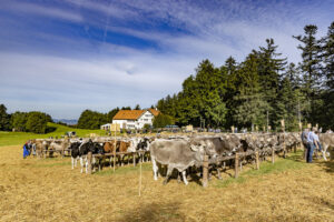 Appenzell, Appenzell Ausserrohden, Appenzeller Vorderland, Landwirtschaft, Schweiz, Suisse, Switzerland, Säntis, Tracht, Viehschau, Wald, Wald AR, Wirtschaft, tradition