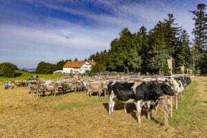 Appenzell, Appenzell Ausserrohden, Appenzeller Vorderland, Landwirtschaft, Schweiz, Suisse, Switzerland, Säntis, Tracht, Viehschau, Wald, Wald AR, Wirtschaft, tradition