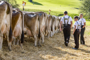 Appenzell, Appenzell Ausserrohden, Appenzeller Vorderland, Landwirtschaft, Schweiz, Suisse, Switzerland, Säntis, Tracht, Viehschau, Wald, Wald AR, Wirtschaft, tradition