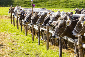 Appenzell, Appenzell Ausserrohden, Appenzeller Vorderland, Landwirtschaft, Schweiz, Suisse, Switzerland, Säntis, Tracht, Viehschau, Wald, Wald AR, Wirtschaft, tradition