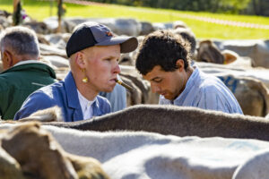 Appenzell, Appenzell Ausserrohden, Appenzeller Vorderland, Landwirtschaft, Schweiz, Suisse, Switzerland, Säntis, Tracht, Viehschau, Wald, Wald AR, Wirtschaft, tradition