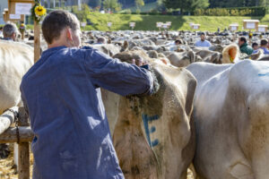 Appenzell, Appenzell Ausserrohden, Appenzeller Vorderland, Landwirtschaft, Schweiz, Suisse, Switzerland, Säntis, Tracht, Viehschau, Wald, Wald AR, Wirtschaft, tradition
