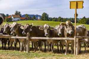Appenzell, Appenzell Ausserrohden, Appenzeller Vorderland, Landwirtschaft, Schweiz, Suisse, Switzerland, Säntis, Tracht, Viehschau, Wald, Wald AR, Wirtschaft, tradition