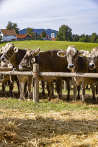 Appenzell, Appenzell Ausserrohden, Appenzeller Vorderland, Landwirtschaft, Schweiz, Suisse, Switzerland, Säntis, Tracht, Viehschau, Wald, Wald AR, Wirtschaft, tradition