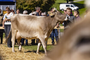 Appenzell, Appenzell Ausserrohden, Appenzeller Hinterland, Autumn, Fall, Herbst, Landwirtschaft, Ostschweiz, Schweiz, Sennen, Suisse, Switzerland, Tracht, Viehschau, Waldstatt, Wirtschaft, tradition