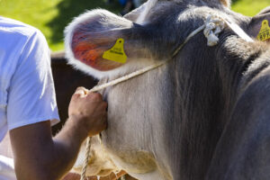 Appenzell, Appenzell Ausserrohden, Appenzeller Hinterland, Autumn, Fall, Herbst, Landwirtschaft, Ostschweiz, Schweiz, Sennen, Suisse, Switzerland, Tracht, Viehschau, Waldstatt, Wirtschaft, tradition