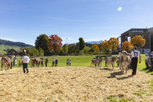 Appenzell, Appenzell Ausserrohden, Appenzeller Hinterland, Autumn, Fall, Herbst, Landwirtschaft, Ostschweiz, Schweiz, Sennen, Suisse, Switzerland, Tracht, Viehschau, Waldstatt, Wirtschaft, tradition
