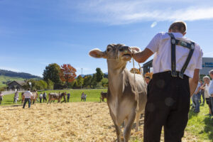 Appenzell, Appenzell Ausserrohden, Appenzeller Hinterland, Autumn, Fall, Herbst, Landwirtschaft, Ostschweiz, Schweiz, Sennen, Suisse, Switzerland, Tracht, Viehschau, Waldstatt, Wirtschaft, tradition