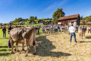Appenzell, Appenzell Ausserrohden, Appenzeller Hinterland, Autumn, Fall, Herbst, Landwirtschaft, Ostschweiz, Schweiz, Sennen, Suisse, Switzerland, Tracht, Viehschau, Waldstatt, Wirtschaft, tradition
