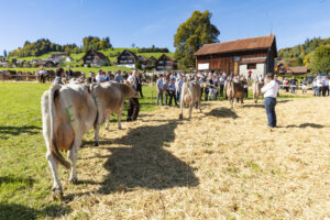 Appenzell, Appenzell Ausserrohden, Appenzeller Hinterland, Autumn, Fall, Herbst, Landwirtschaft, Ostschweiz, Schweiz, Sennen, Suisse, Switzerland, Tracht, Viehschau, Waldstatt, Wirtschaft, tradition