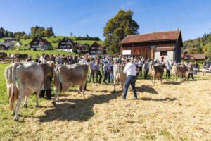 Appenzell, Appenzell Ausserrohden, Appenzeller Hinterland, Autumn, Fall, Herbst, Landwirtschaft, Ostschweiz, Schweiz, Sennen, Suisse, Switzerland, Tracht, Viehschau, Waldstatt, Wirtschaft, tradition