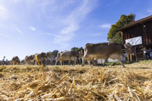 Appenzell, Appenzell Ausserrohden, Appenzeller Hinterland, Autumn, Fall, Herbst, Landwirtschaft, Ostschweiz, Schweiz, Sennen, Suisse, Switzerland, Tracht, Viehschau, Waldstatt, Wirtschaft, tradition